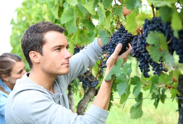 Le calendrier des vendanges